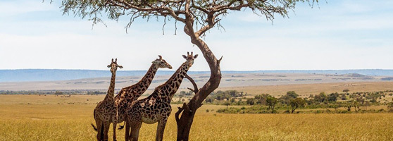 Faszination Afrika – Giraffen in der Savanne