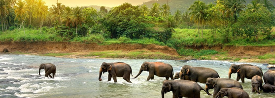Sri Lanka - Elefantenherde